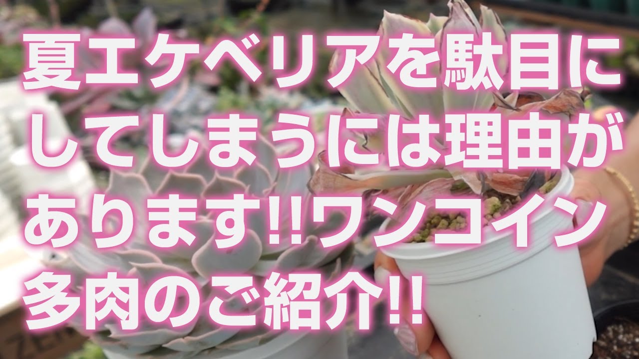 2024.07.22【多肉植物】夏エケベリアを駄目にしてしまうには理由があります!!ワンコイン多肉のご紹介!!【succulent】トロピカルガーデン