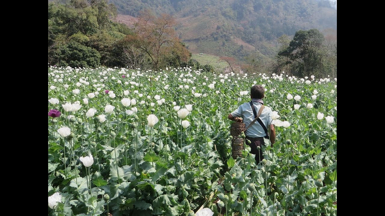 2023.12.12 UNODC Southeast Asia Opium Report 2023 &ndash; Myanmar and Laos