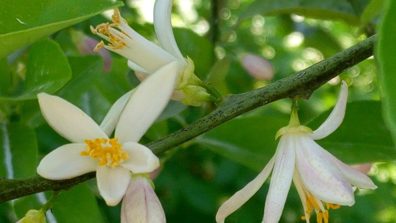 WHY ARE MY CITRUS FLOWERS FALLING OFF ? | HOW DO YOU STOP LEMON TREES FROM DROPPING BLOSSOMS?
