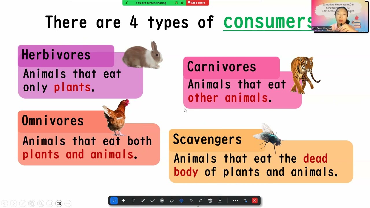 Food Chain - ห่วงโซ่อาหาร