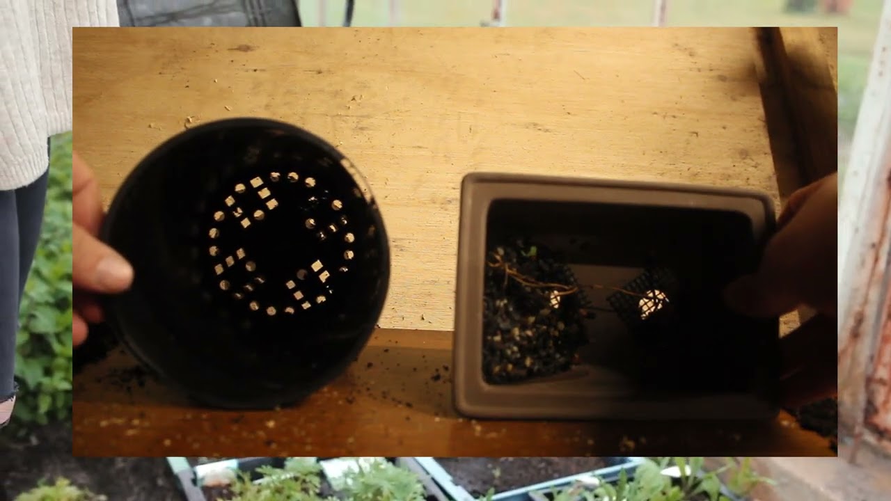 Bonsai: training pots