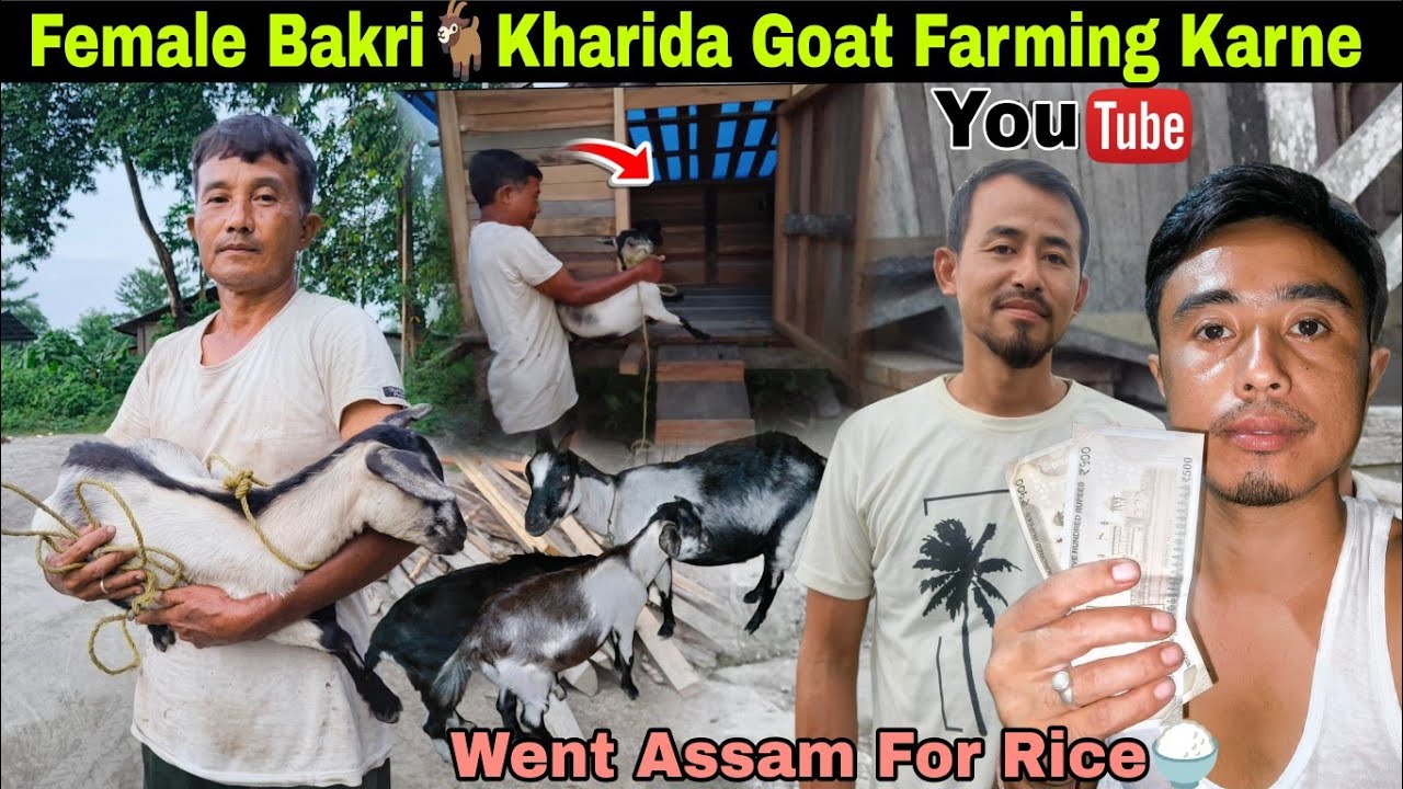 Goat🐐Farming Karne Female Bakri Kharida | went Assam For Rice🍚And Bank 🏦