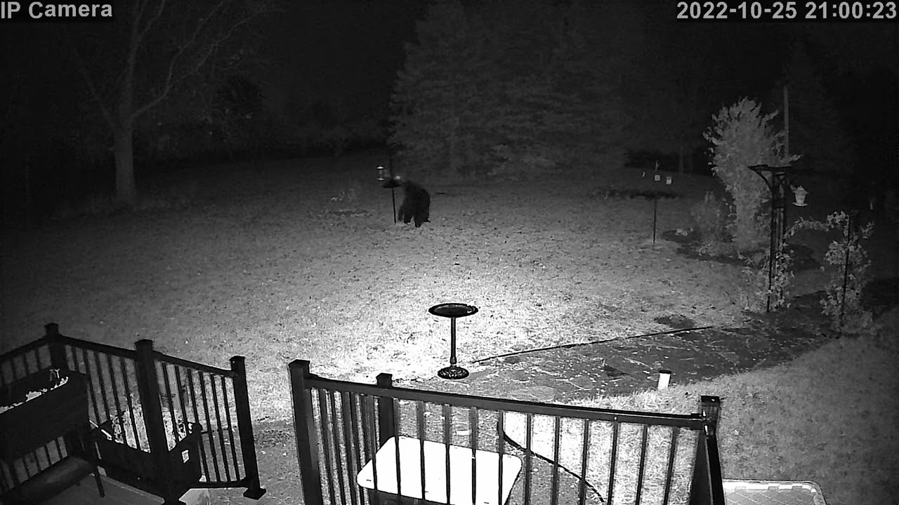 BEAR VISITS AND TURKEY FIGHT