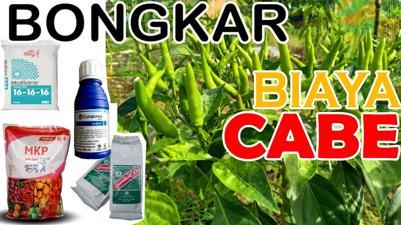 BONGKAR BIAYA PENGELUARAN MENANAM CABE RAWIT