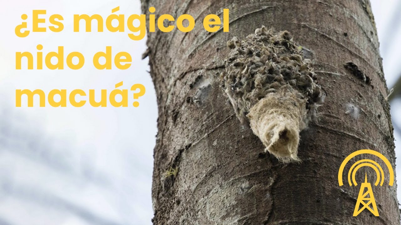 Oigamos la Respuesta-21 junio 2021. Nido del pájaro macuá, colesterol, halcones y gavilanes, y más