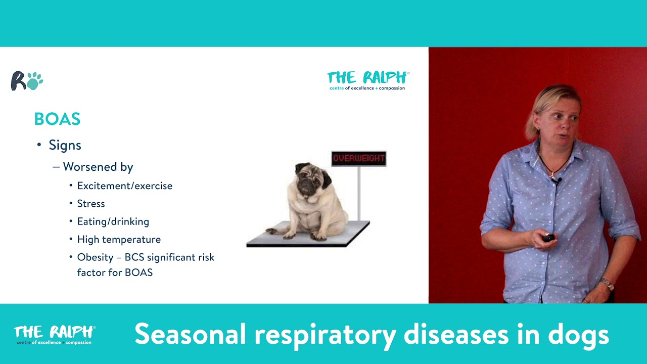 BOAS and Laryngeal Paralysis by Dani McCready