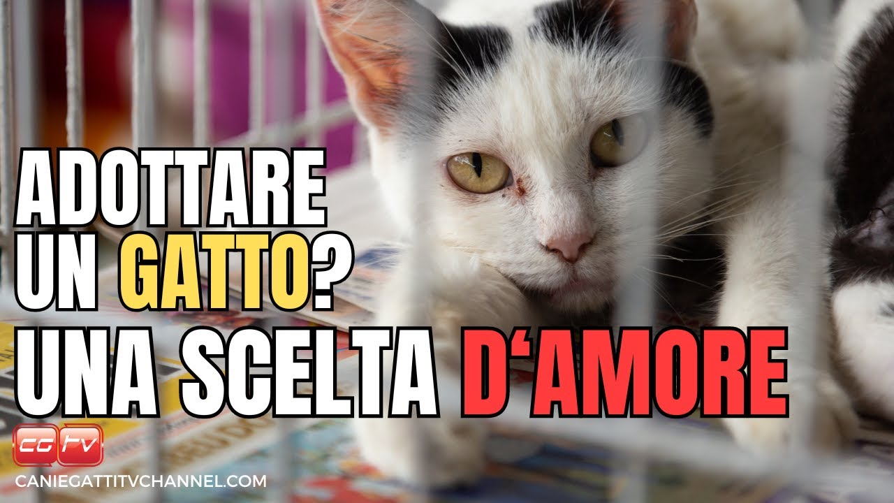 Adottare un gatto? Una scelta d'amore