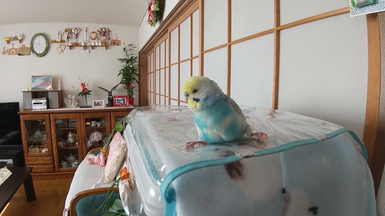 １３歳にあと２０日のセキセイインコのチロロ～☆