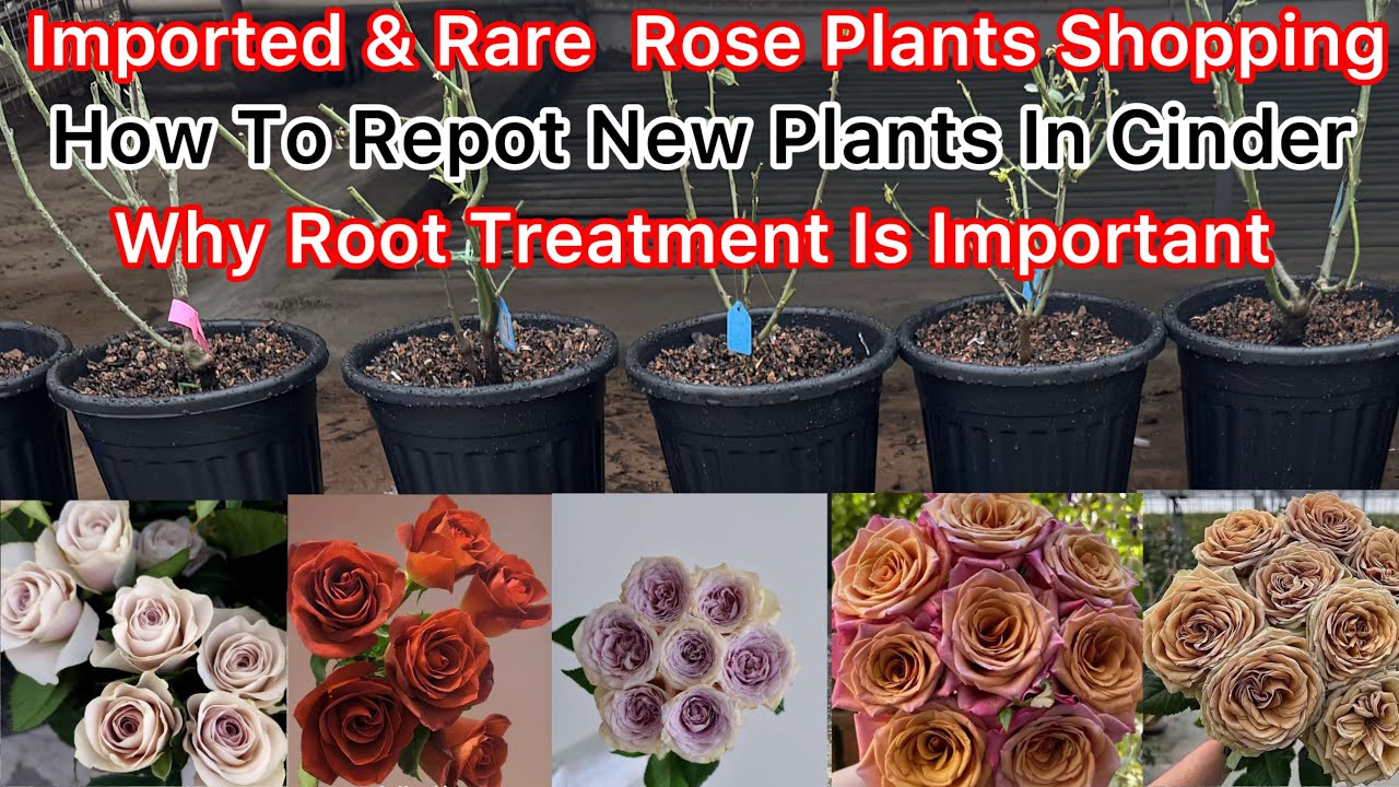 Imported Rare Rose 🌹 Rose Plants Online Shopping 🌹How To Repot Plants In Cinder With Root Treatment🌿