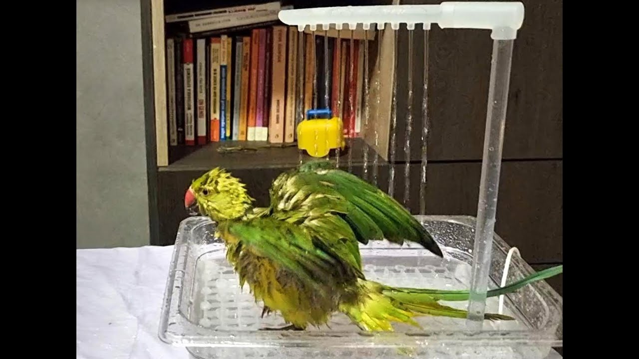 Pako-Show & Bath Time  💖💪🦜🚿💦