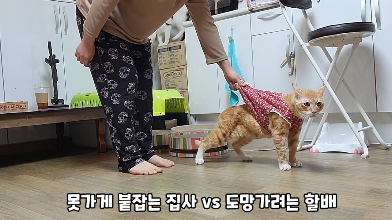 도망가려는 할배 너무 귀여우니까 이것도 봐주세요ㅋㅋㅋ🤣