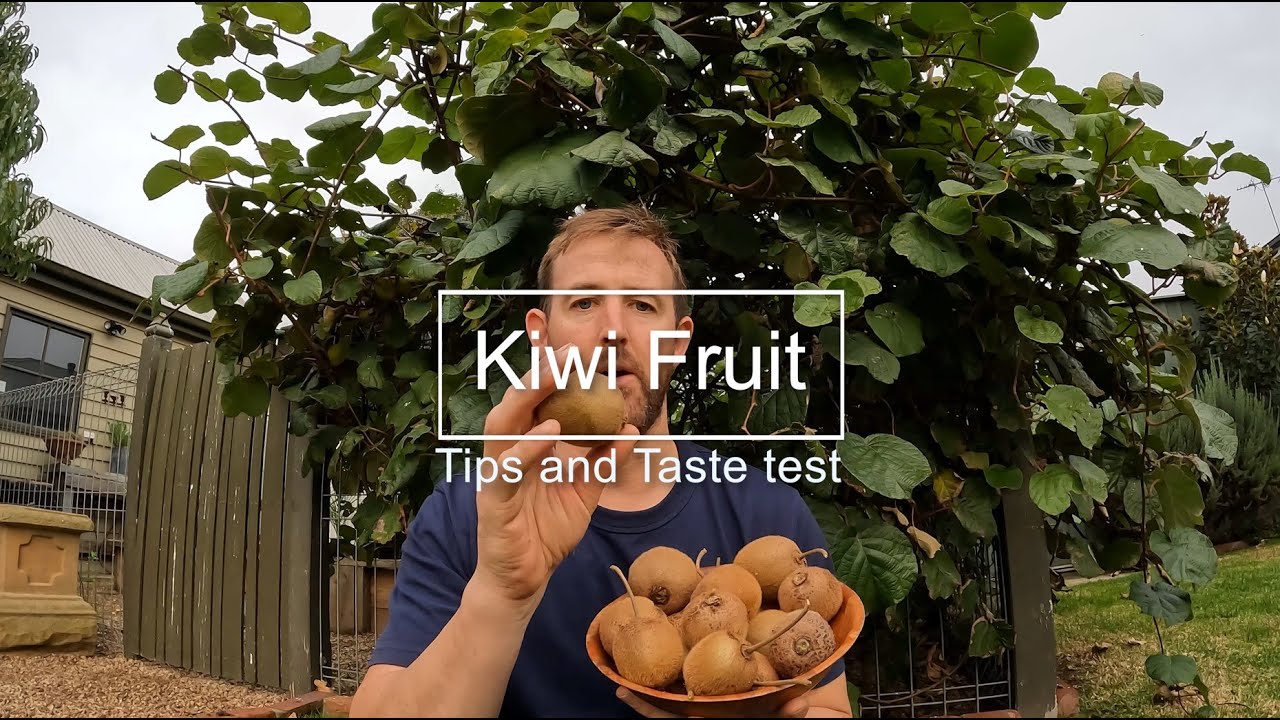 Growing Kiwi fruit in Melbourne