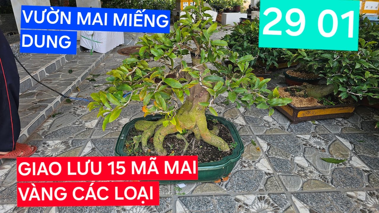 0908794939 MAI VÀNG MIẾNG DUNG GIAO LƯU 15 MÃ MAI VÀNG CÁC LOẠI 