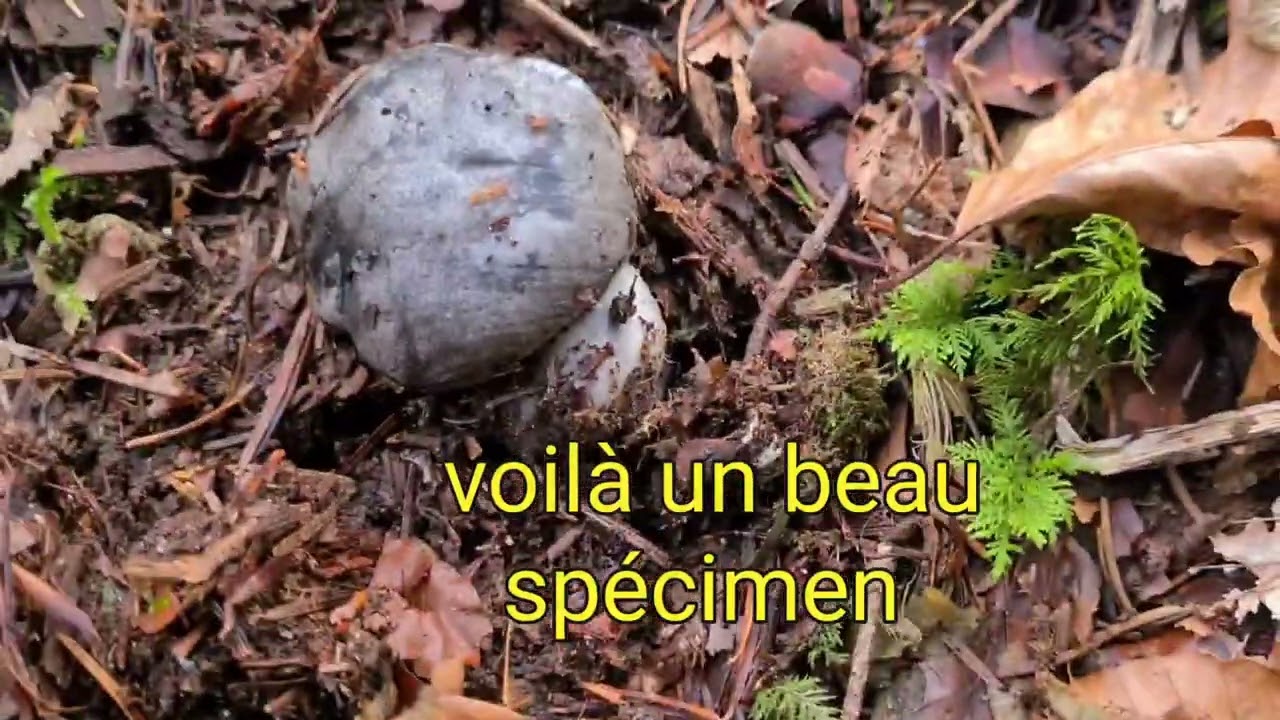 12 février 2024 A la poursuite de l'hygrophore de mars #marzuolus  #marzuelos