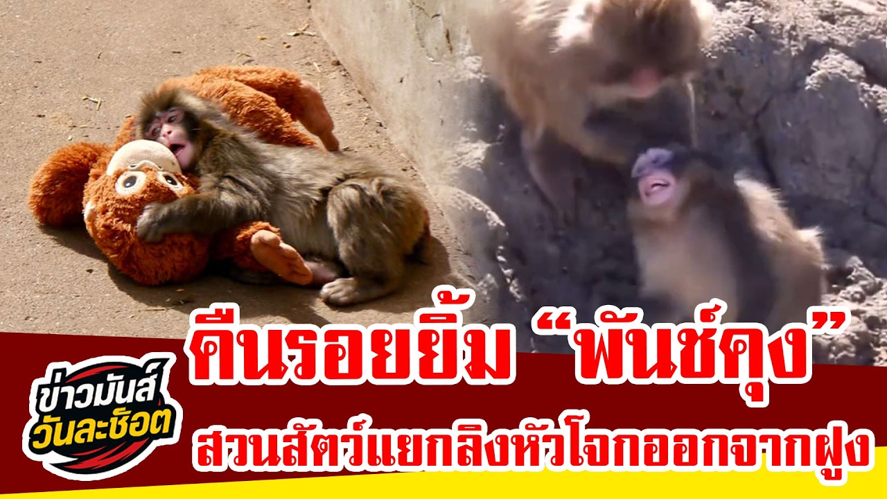 จบฝันร้าย “พันช์คุง” สวนสัตว์ญี่ปุ่น สั่งแยกลิงหัวโจกทันที หลังโดนรุมแกล้ง