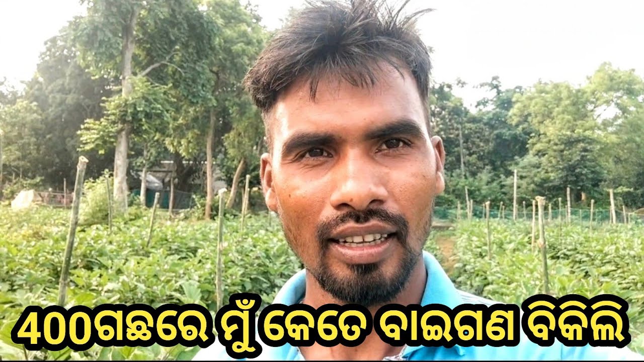 400 ବାଇଗଣ ଗଛରେ ମୁ କେତେ ବାଇଗଣ ତୋଳିଲି