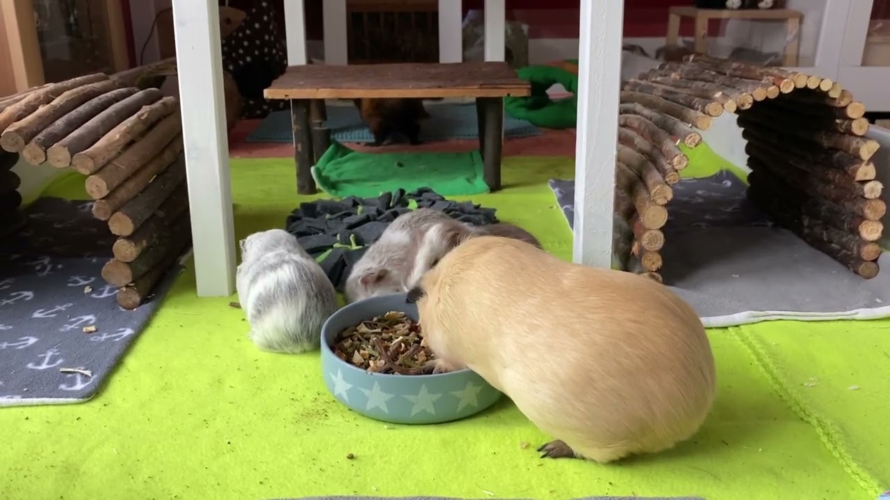 Baby Meeries beim Popcornen😍 