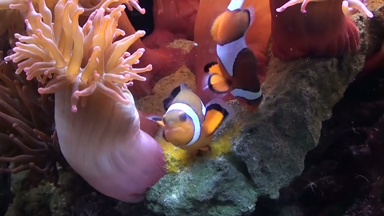 Fecunda&ccedil;&atilde;o externa em Peixes