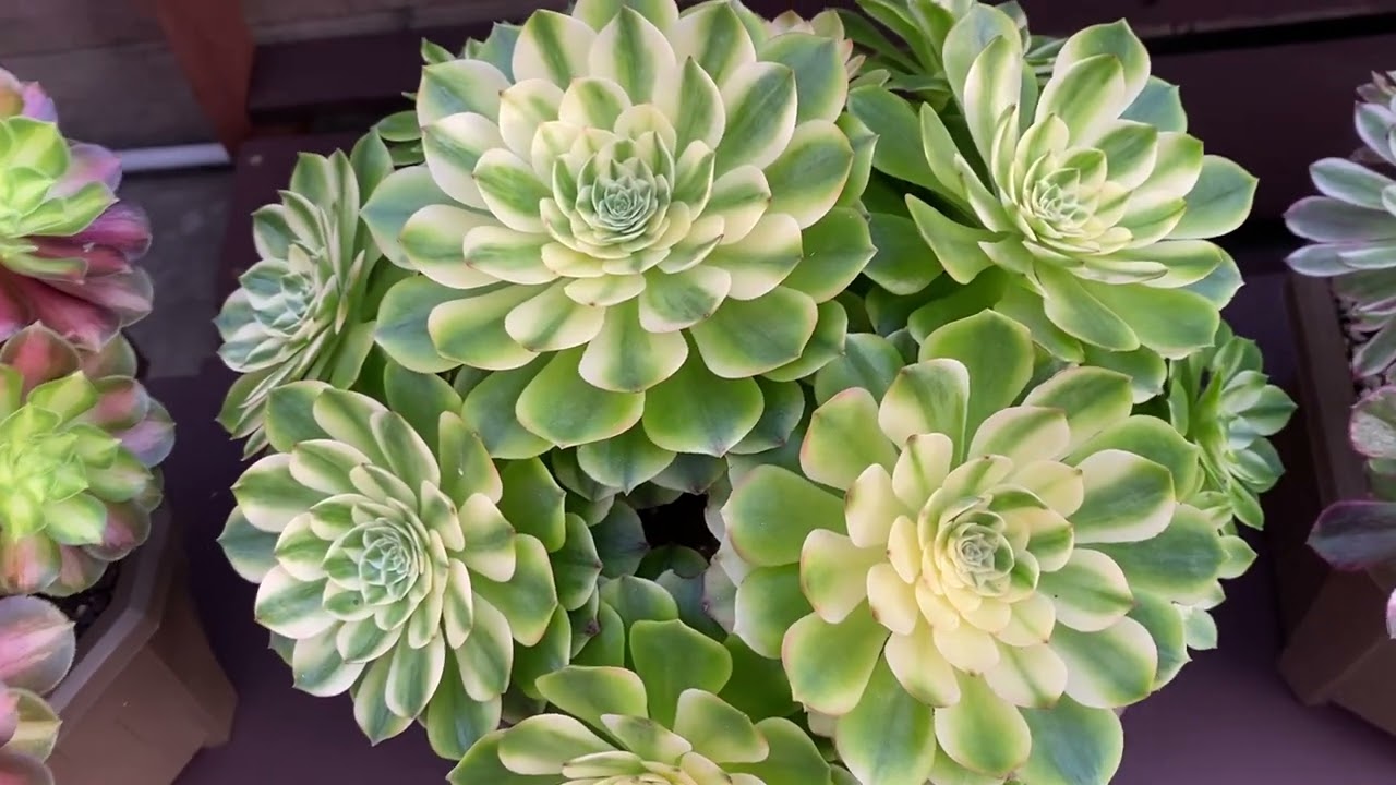 Aeonium in February 2025