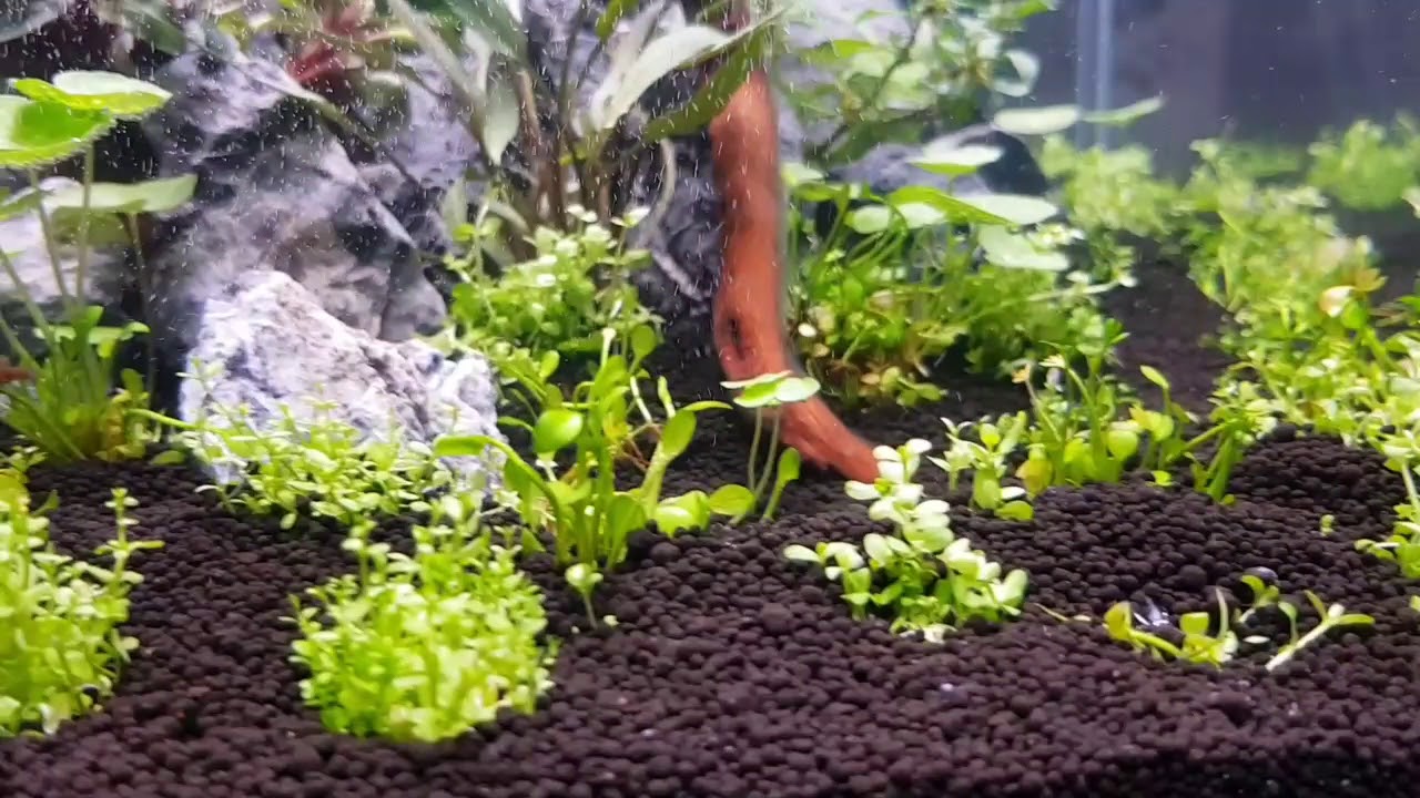 Aquascaper 600 Day 1