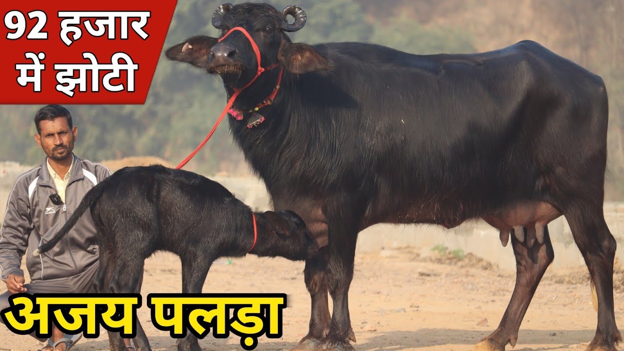 अजय पलड़ा स्पेशल धमाका, आज खरीदो 92 हजार में झोटी | Rajput Dairy Farm (9953460202)