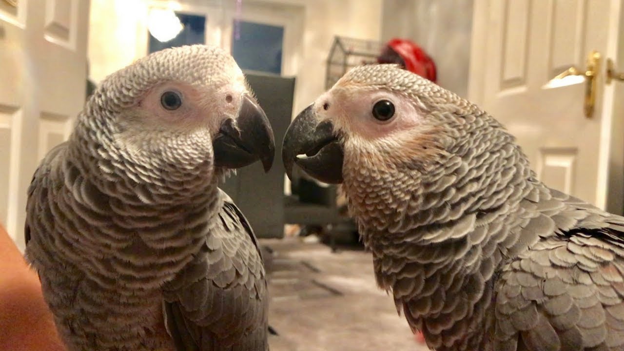 BRINGING HOME OUR SECOND BABY AFRICAN GREY PARROT