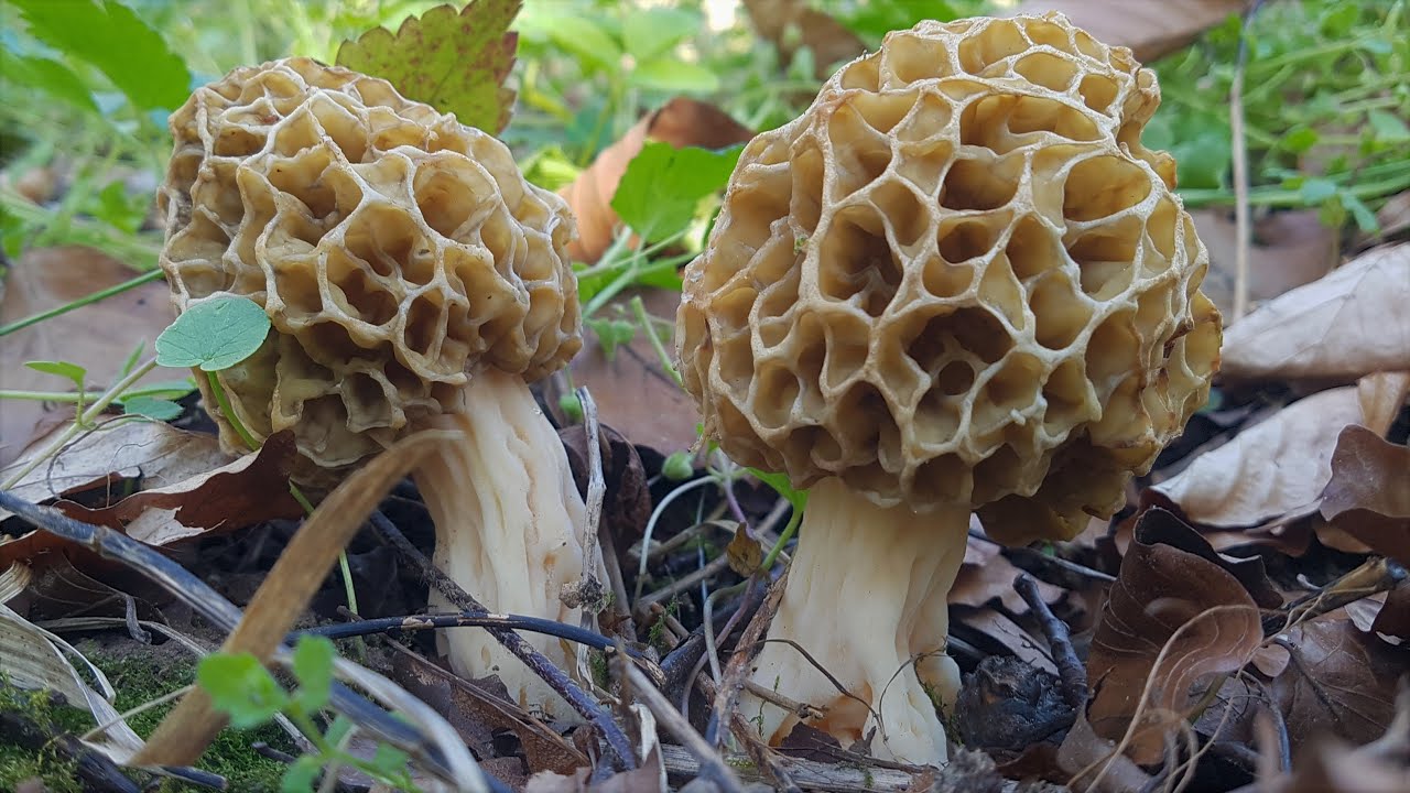 Morcheln 2022 zu Ostern - Eiersuche mal anders 😉🍄❤