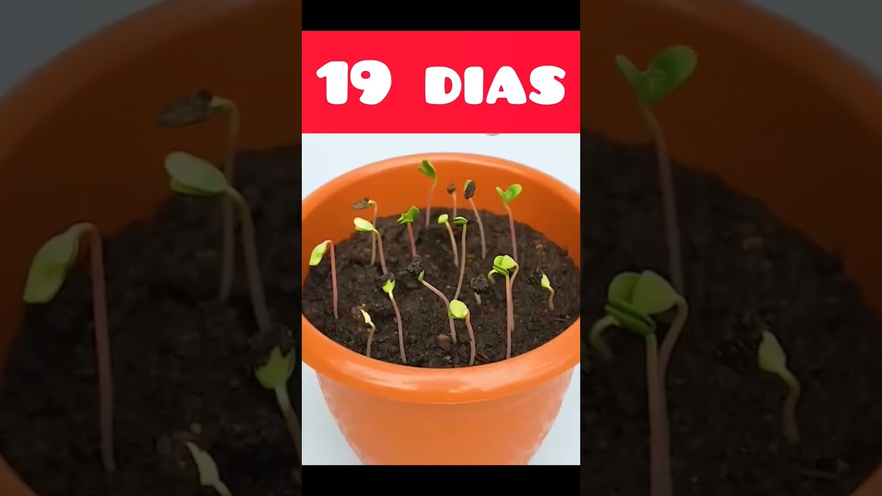Como fazer mudas de ma&ccedil;&atilde;, r&aacute;pido e f&aacute;cil em poucos dias #brasil #yutubeshorts #plantas