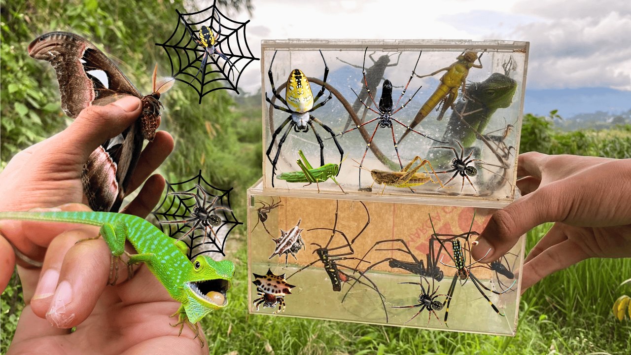 Hunting Top Giant Chameleon !! Red Orb Spider, spiny spider, Golden orb spider in the RIVER