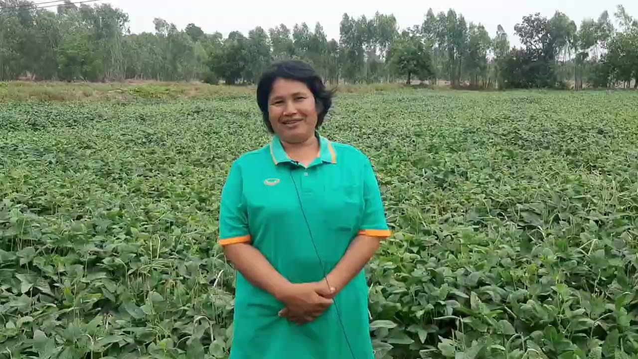 โครงการส่งเสริมการผลิตพืชหลังนา