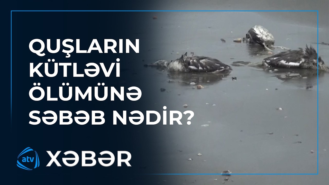 Xəzərdə yüzlərlə quş cəsədi aşkarlanıb