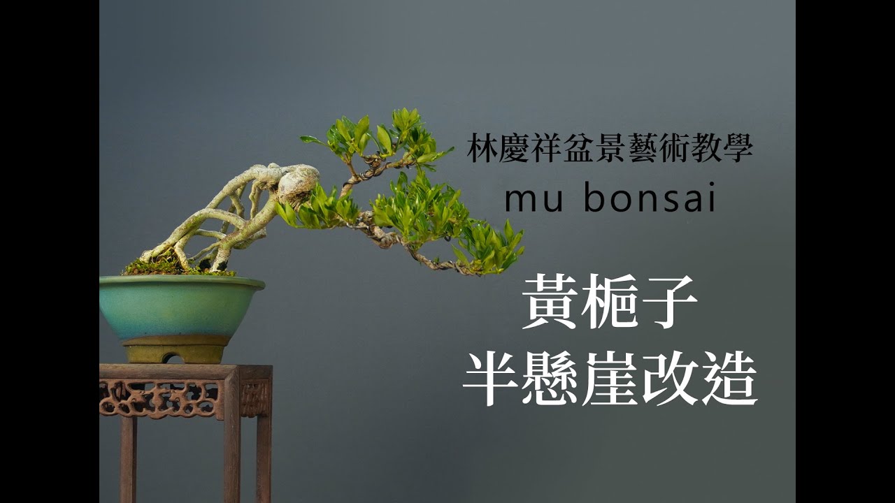 黃梔子半懸崖改造+鋁線塑形 ◤林慶祥盆景藝術教學◢ Bonsai in Taiwan