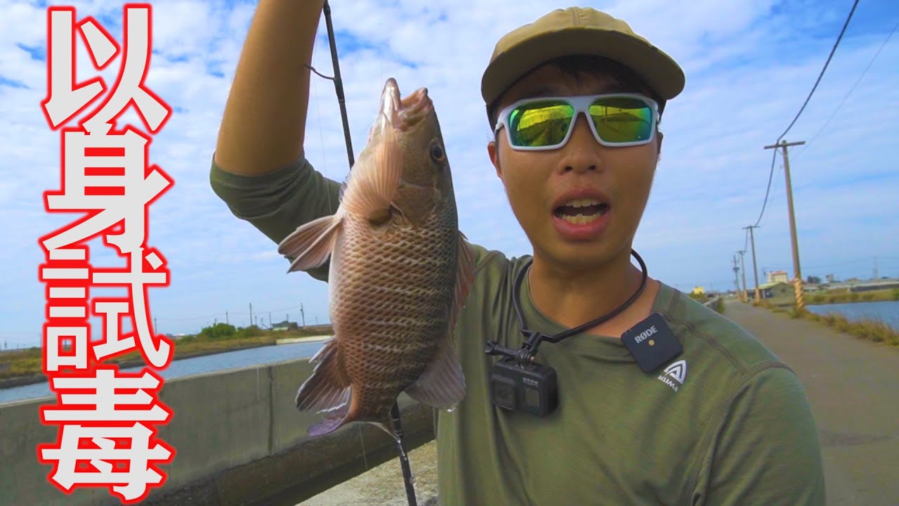 拚了！吃了排水溝的魚！味道有點…嗯/這水溝都是兇猛魚種，到底是為什麼啊？【我回來了】#ACLIMA