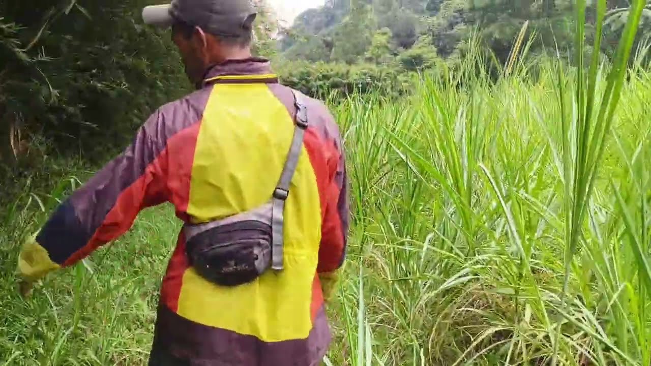 survey lahan hijauan pakan ternak #1