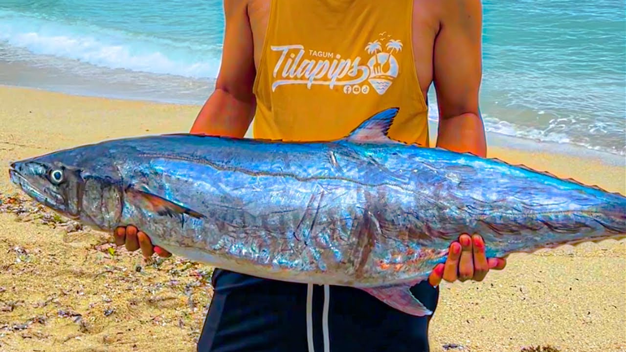 Super Fresh Whole Tiger Tangigue