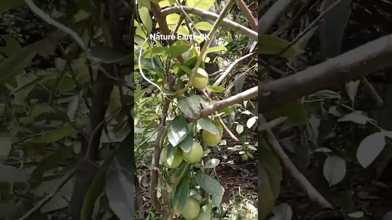 Lime #कागजी नींबू #lime tree #fruits #nature