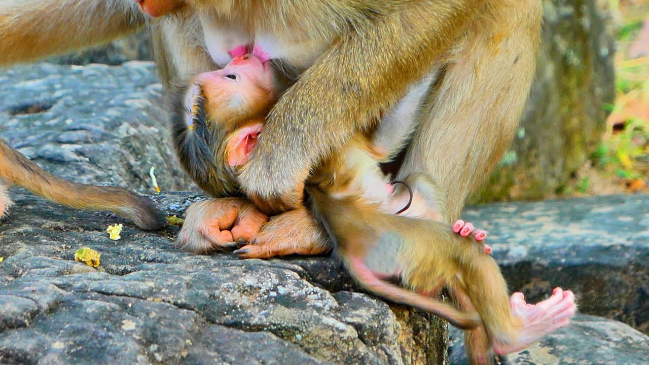 Primate monkey.../Sweet newborn drink two milk at same time.../Beautiful life baby.../Nice clip