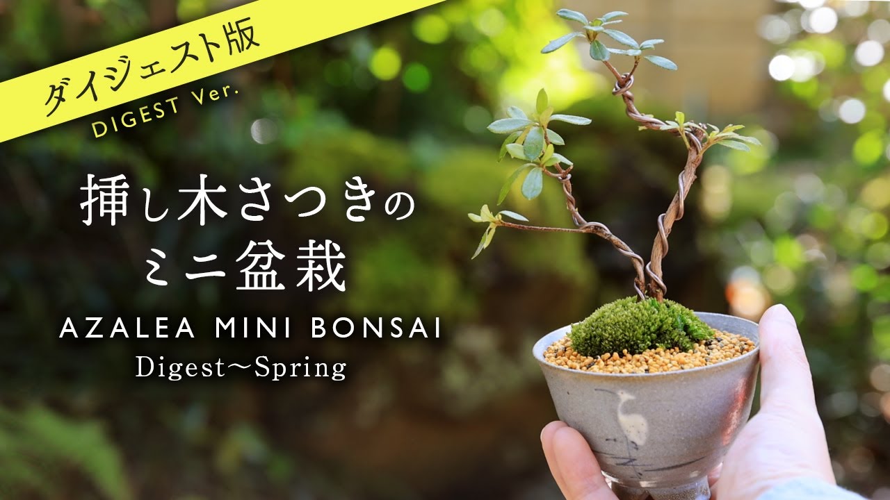 【ダイジェスト版】挿し木さつきの湯呑みミニ盆栽 制作から6ヶ月目の春【Bonsai diary 盆栽日記 3/24】初心者の簡単盆栽の作り方 やり方 サツキ  植え替え AZALEA EOS R5