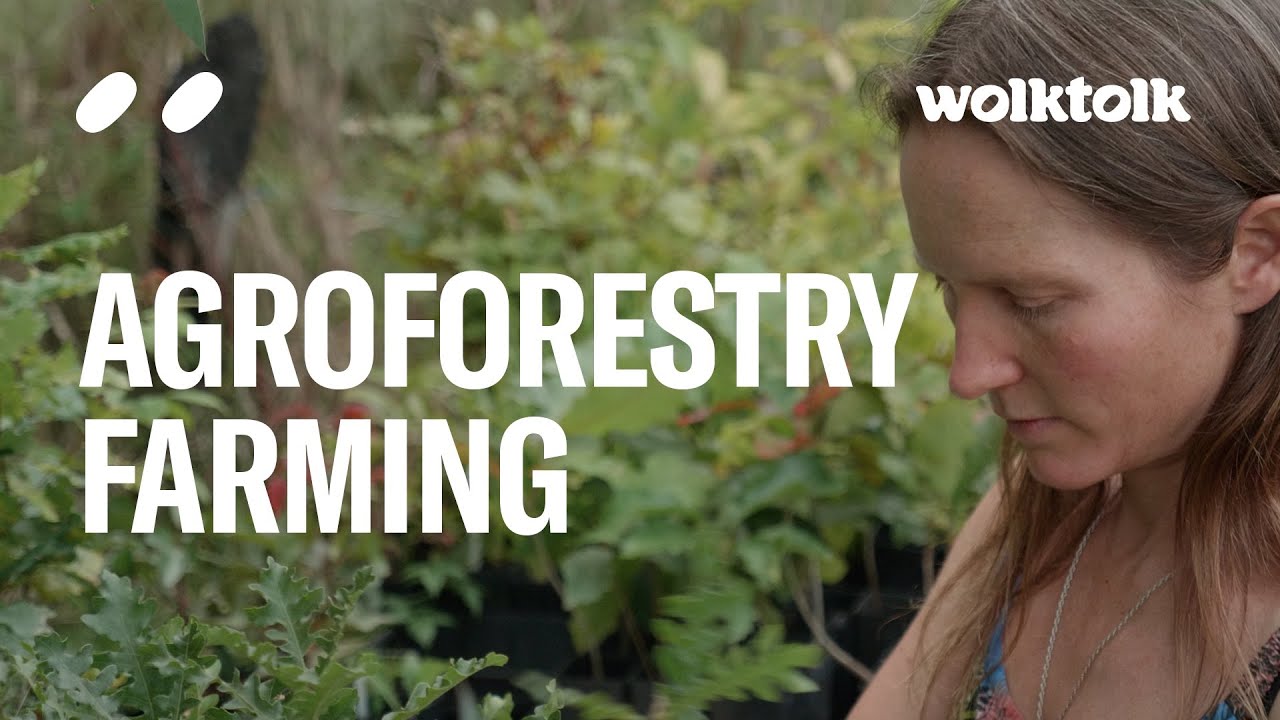 Agroforestry Farming - Planting the solution to the climate crisis