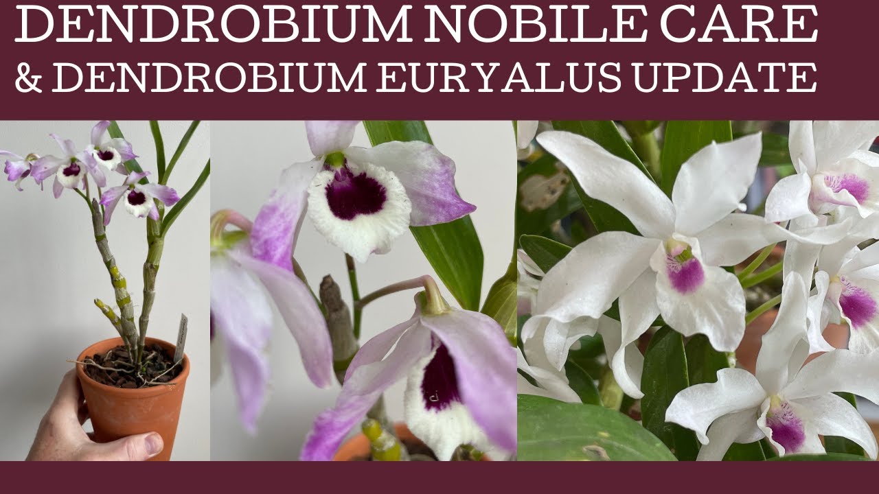 Как ухаживать за орхидеей вида Dendrobium nobile и краткий обзор Dendrobium Euryalus.