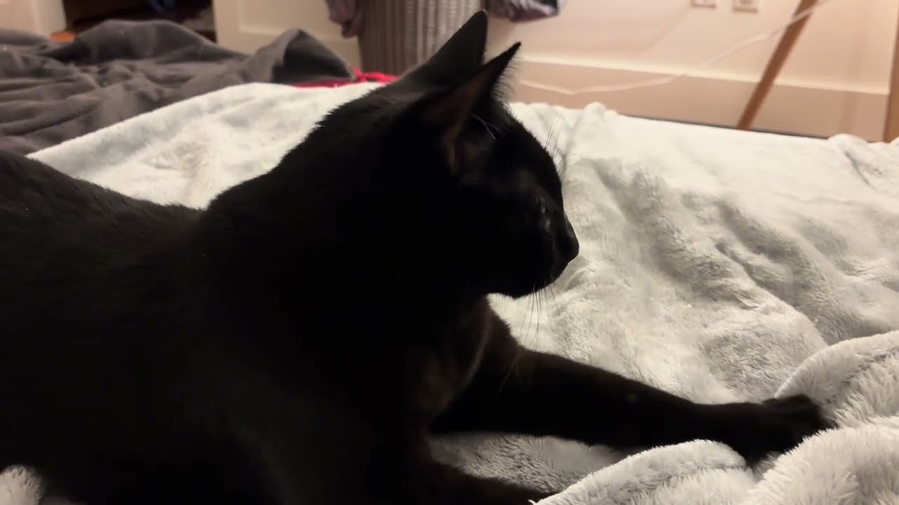 Missy needs to knead