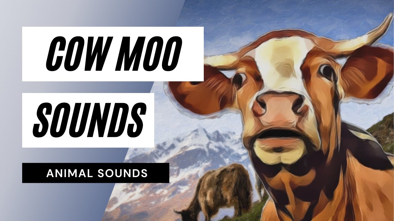 Cow Moo Sounds - cow moo sounds - the animal sounds: how cow moo / sound effect / animation