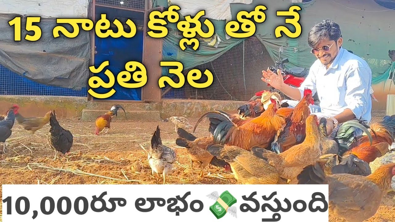 15 నాటు కోళ్ల తో ప్రతి నెల 10,000 Rs లాభం 💸 natu kollu farming telugu #poultry