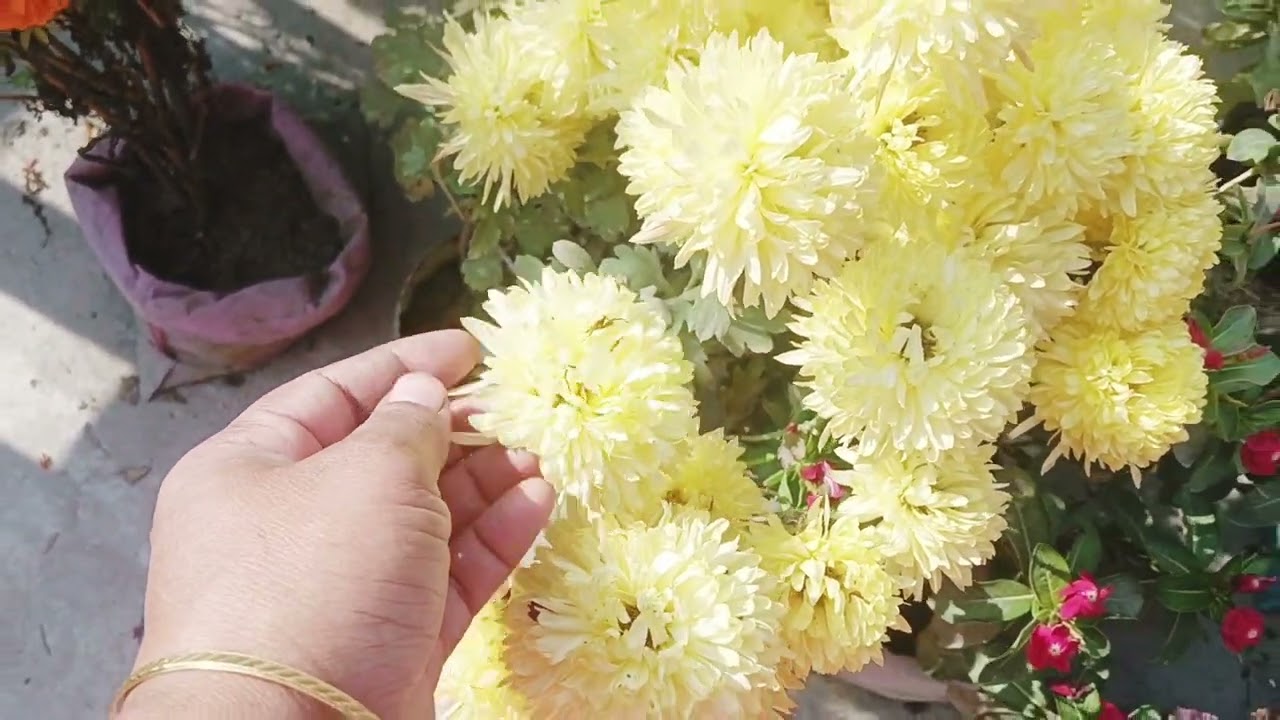 এই প্রথম ফুলকপি হারভেস্ট করলাম ছাদ বাগান থেকে ||#roofgarden #এসোবাগানকরি 
