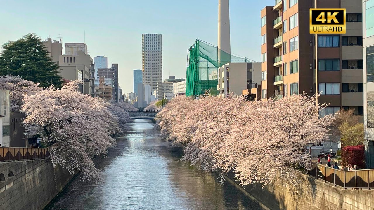 Spring Walk Along Meguro River | Tokyo Cherry Blossoms in Full Bloom 🌸