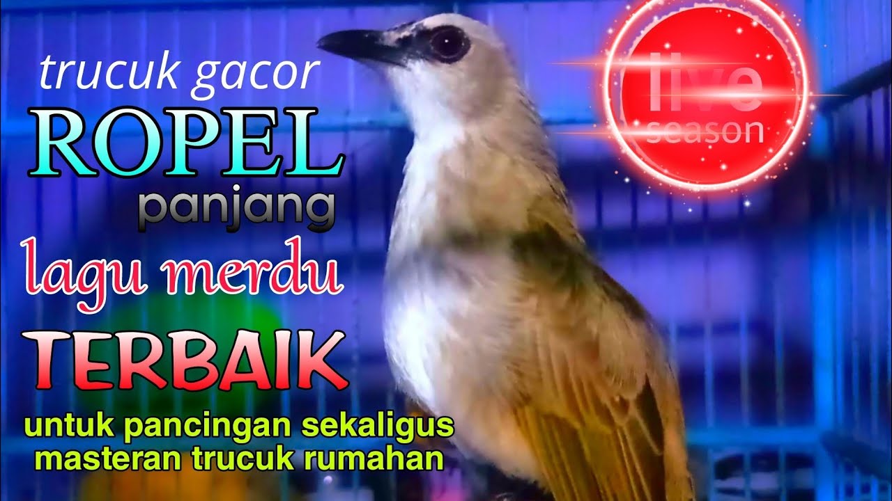 SUARA TRUCUKAN GACOR ROPEL NAFAS PANJANG LAGU MERDU PANCINGAN MASTERAN HANDAL