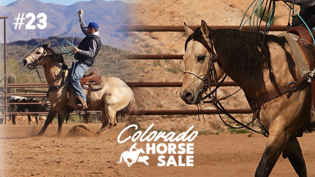 #23 DOCS SHININ PLAYGUN • Colorado Horse Sale 