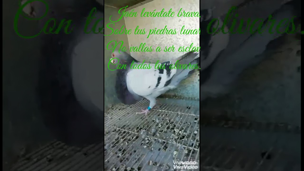 Compartiré El  Boni, con 5 años.