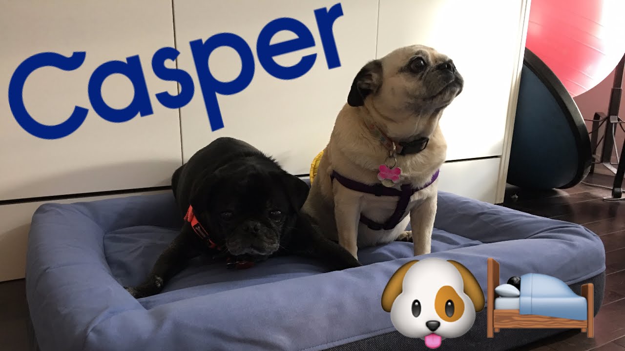 Unboxing Casper Mattress Dog Bed - The Ultimate Bed For Dogs?