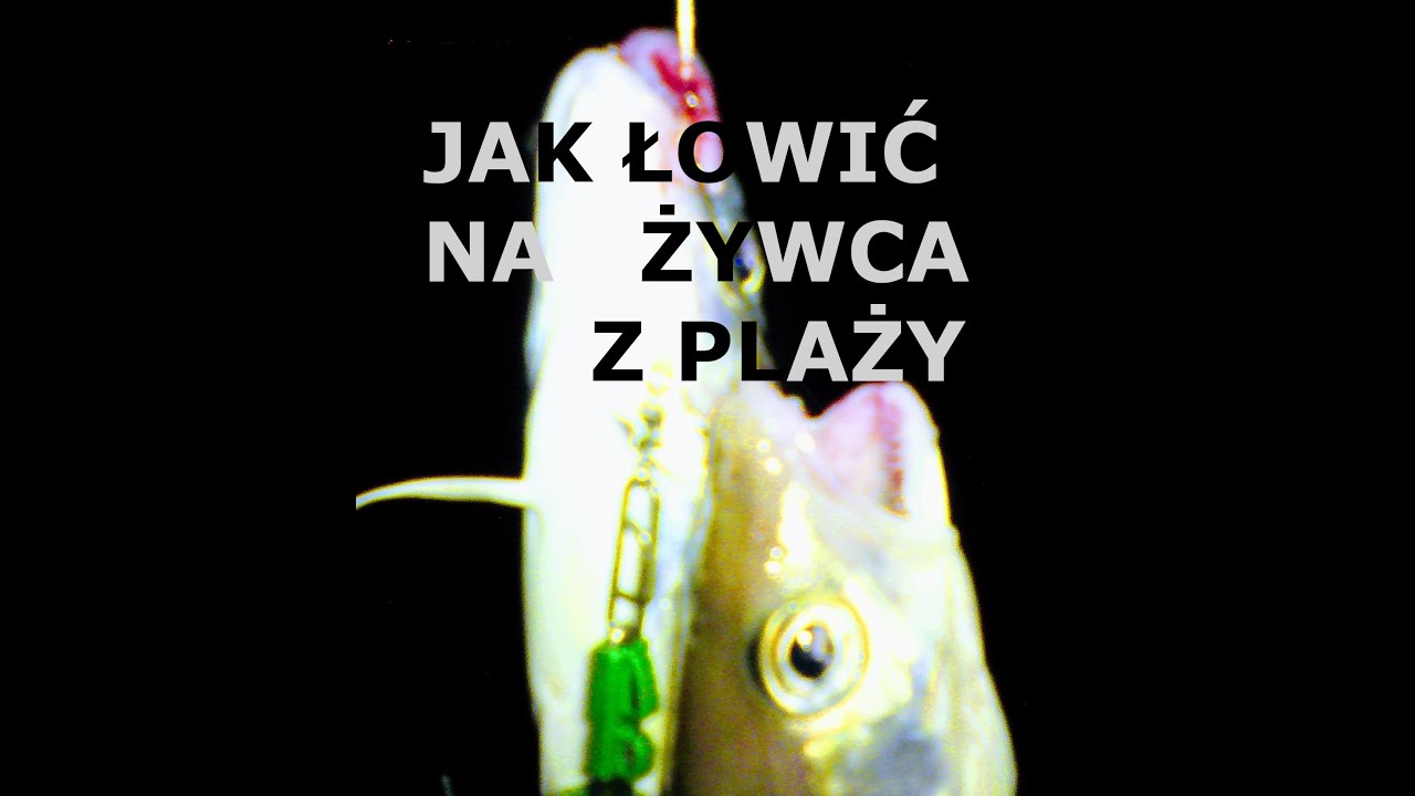 Jak łowić na żywca z plaży i żarłoczne Whitingi.